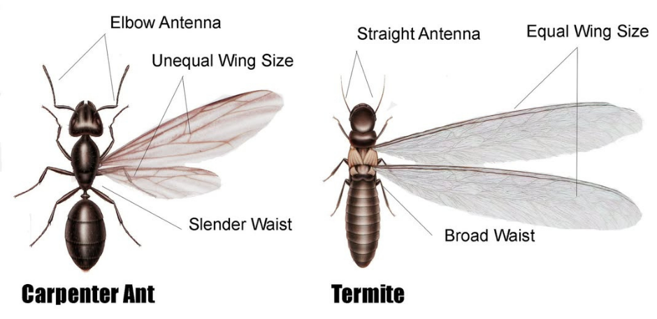carpenter ant vs termite