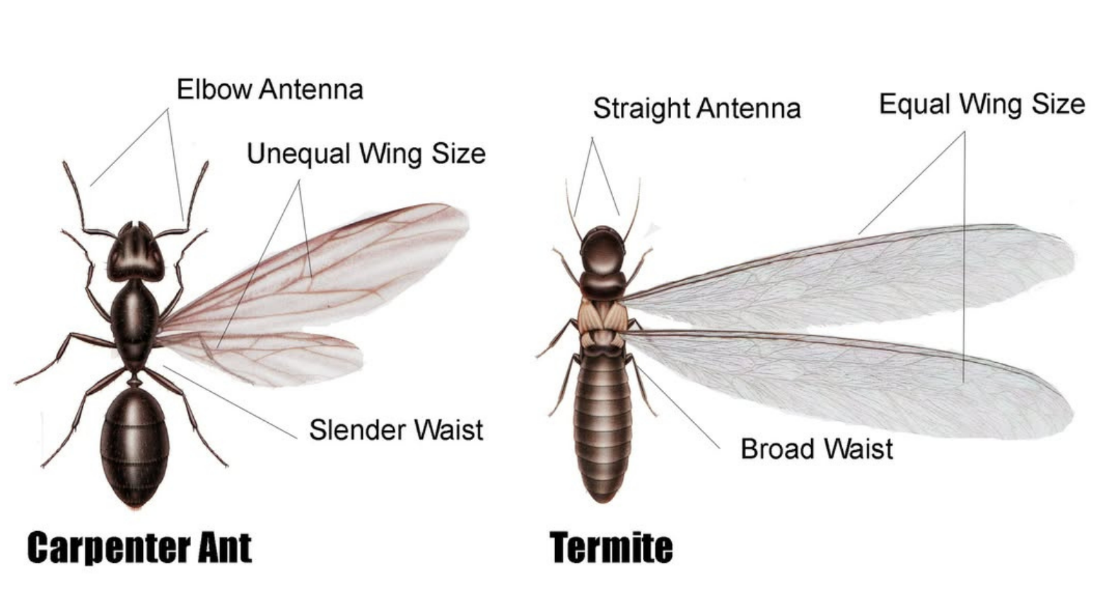 Carpenter Ant vs Termite Swarmer