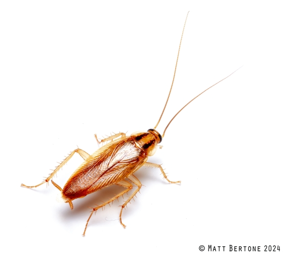 Adult Male German cockroach