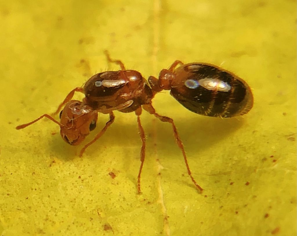 Red Imported Fire Ants