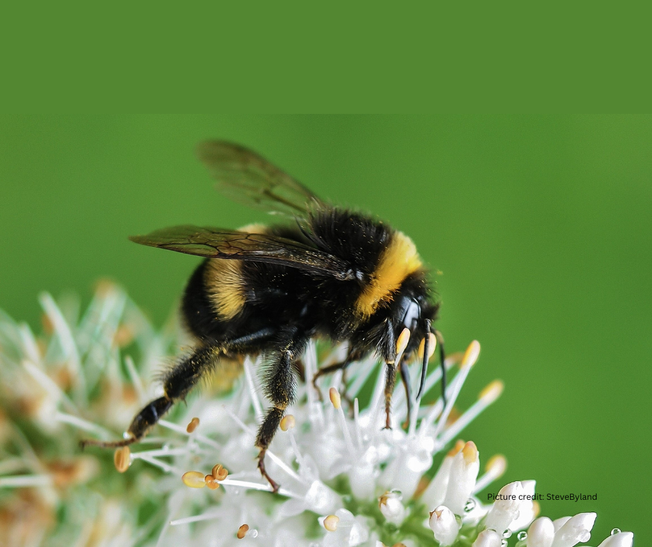 Bumble bee on a flower