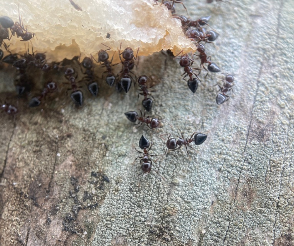 Acrobat Ant in Montgomery County MD