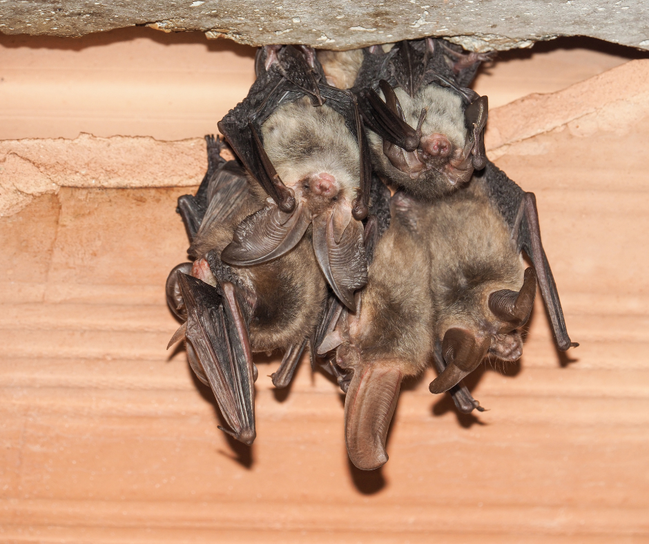 Wildlife Exterminator in Brandywine