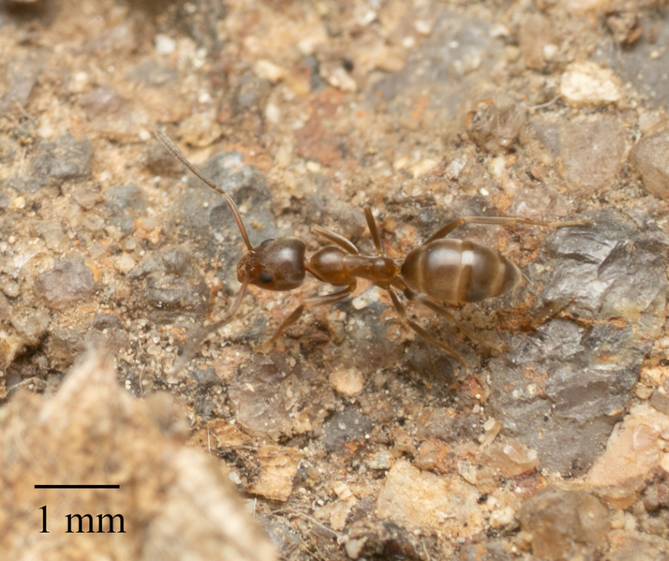 Argentine Ant in Montgomery County MD