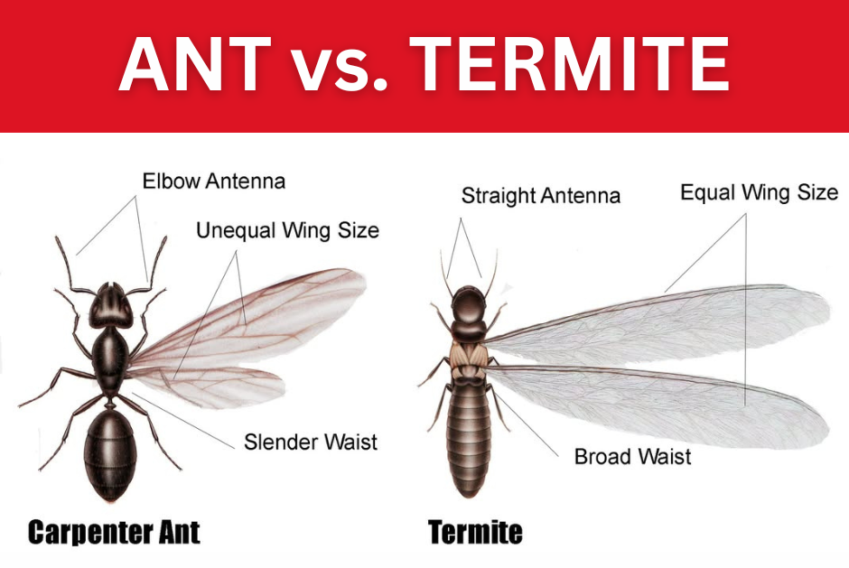 ANT vs. TERMITE