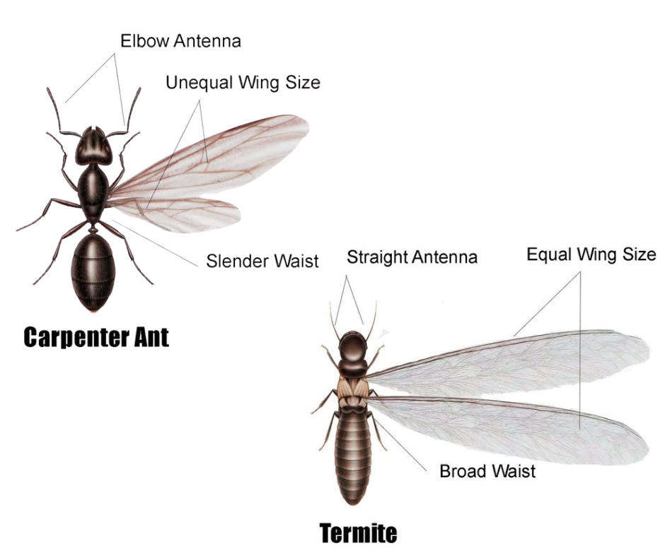Picture of the difference in a flying ant and termite