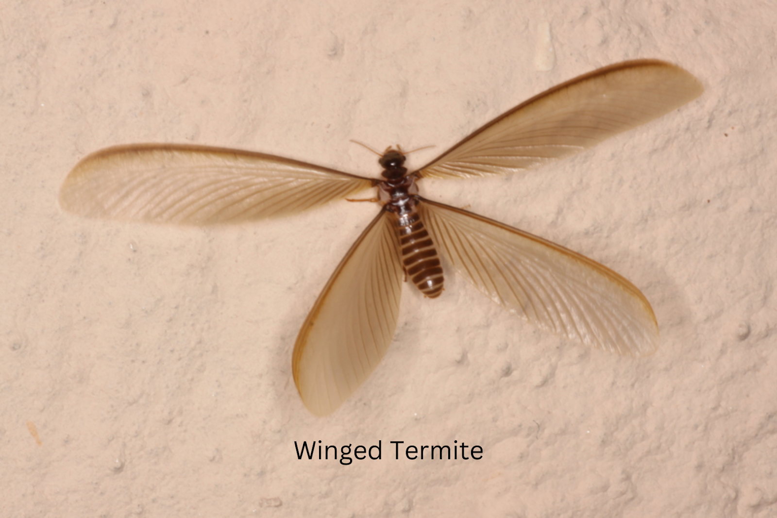 Winged Termite