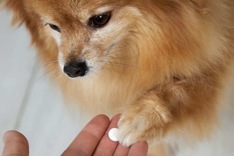 Should You Buy Pet Medications Online?
