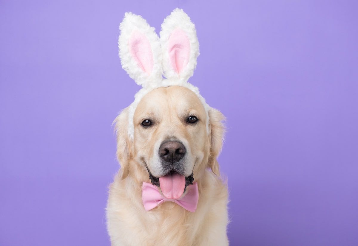 Getting Your Dog Ready for Easter