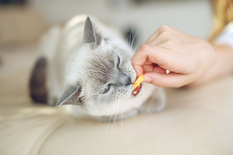 Kitten wants to eat human clearance food