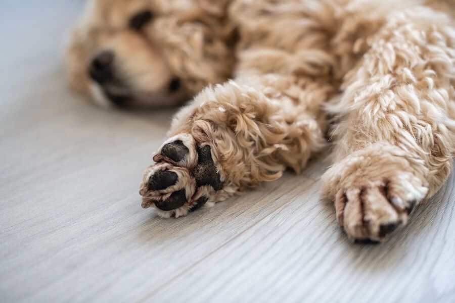 Injured paw outlet pad