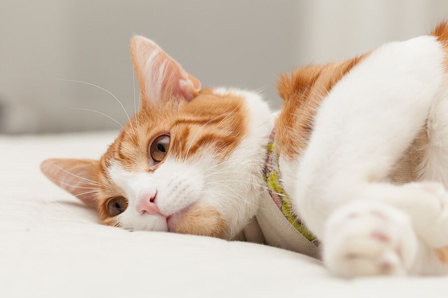 How to Determine if Your Cat's Leg is Broken or Sprained: A Guide to Spotting Feline Injuries 
