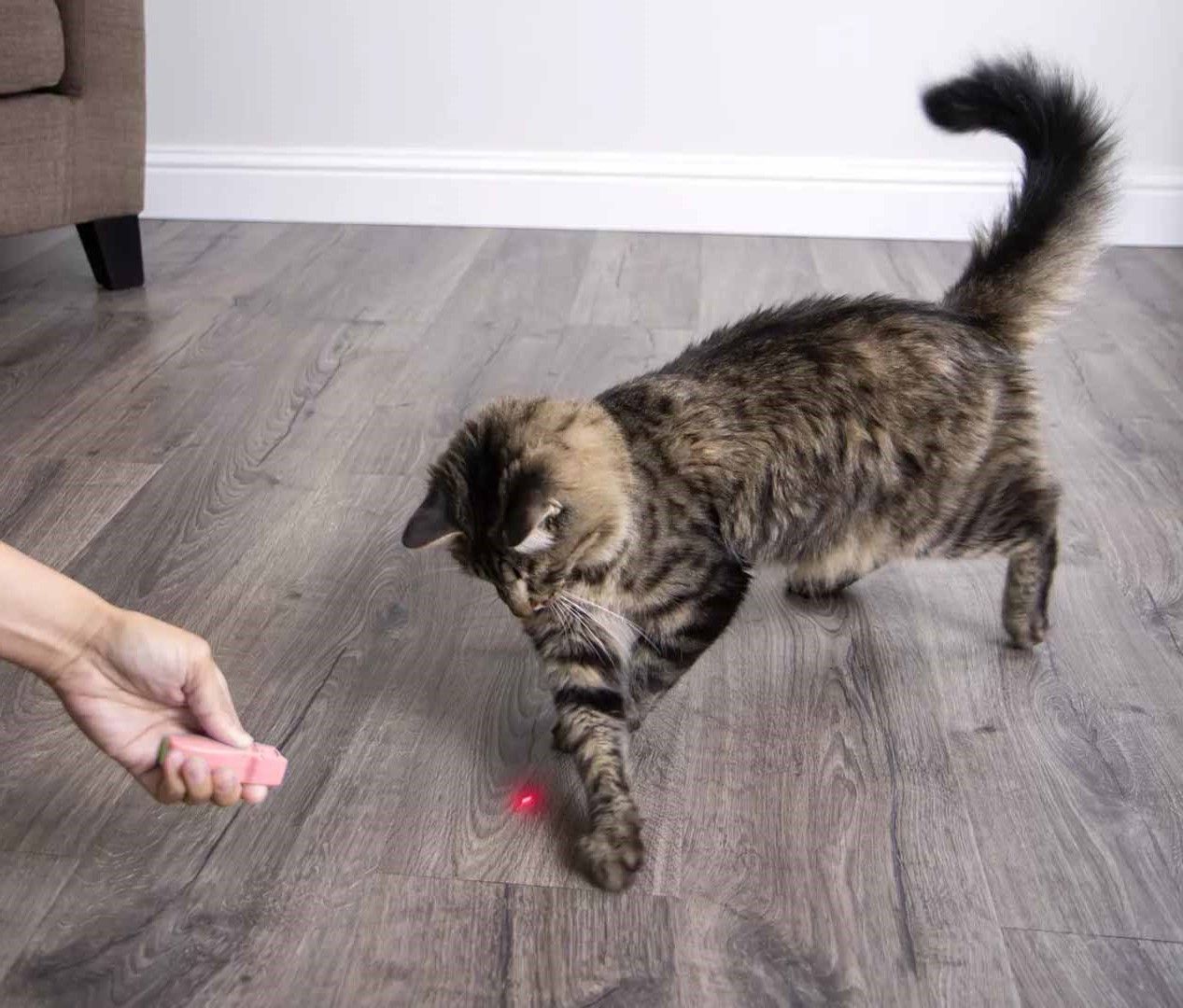 Cat with Laser