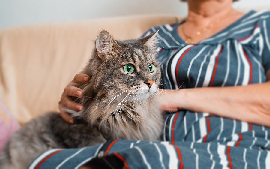 Everything You Need To Know About Caring For Your Older Pet