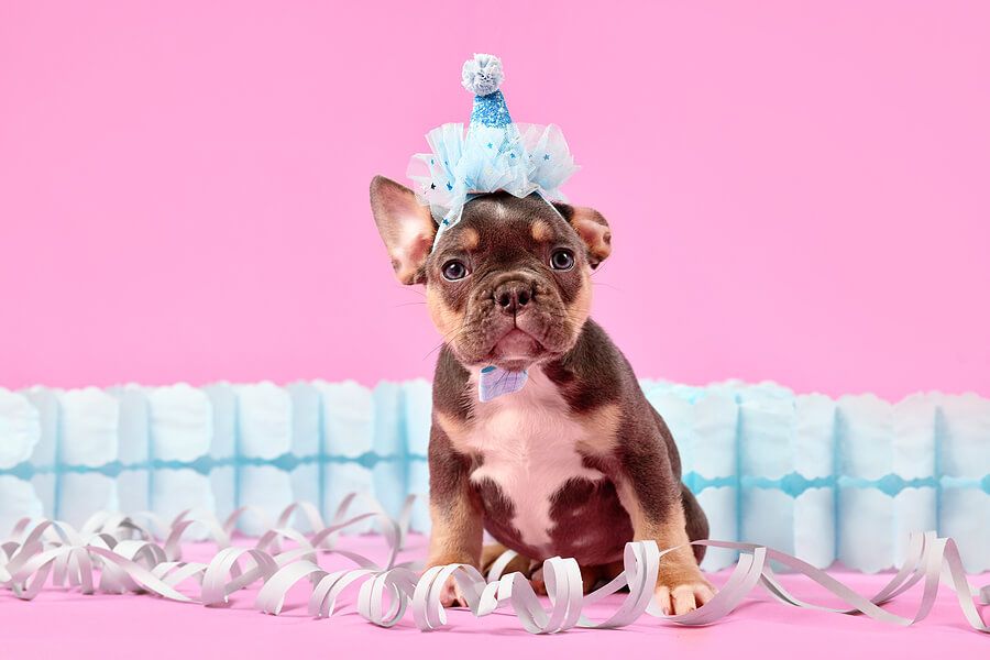 Birthday Gifts For Dogs Amazon Birthday Gifts For Dogs Happy - Main Image