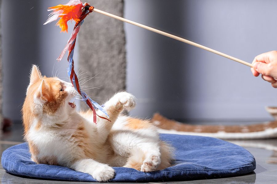 Cheap cat toys to make best sale