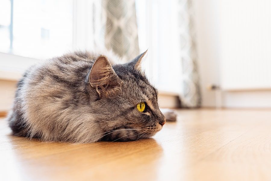 Cat constantly vomiting outlet after eating