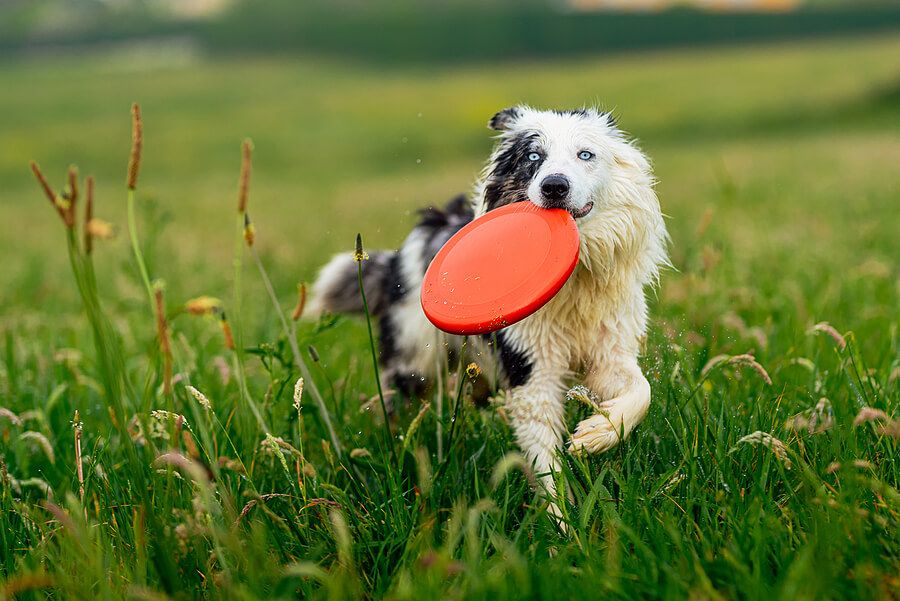 Beat the Heat: Creative Ways to Keep Your Dog Cool in the Summer 