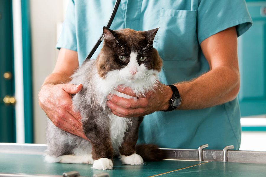  Cat with Urinary Health issues