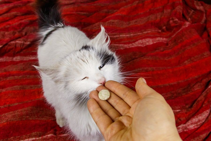 Struggling To Get Your Cat To Take Medicine? We Have Tips! 