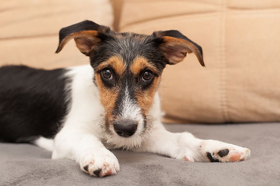 Why Is Your Dog's Hair Turning White? 