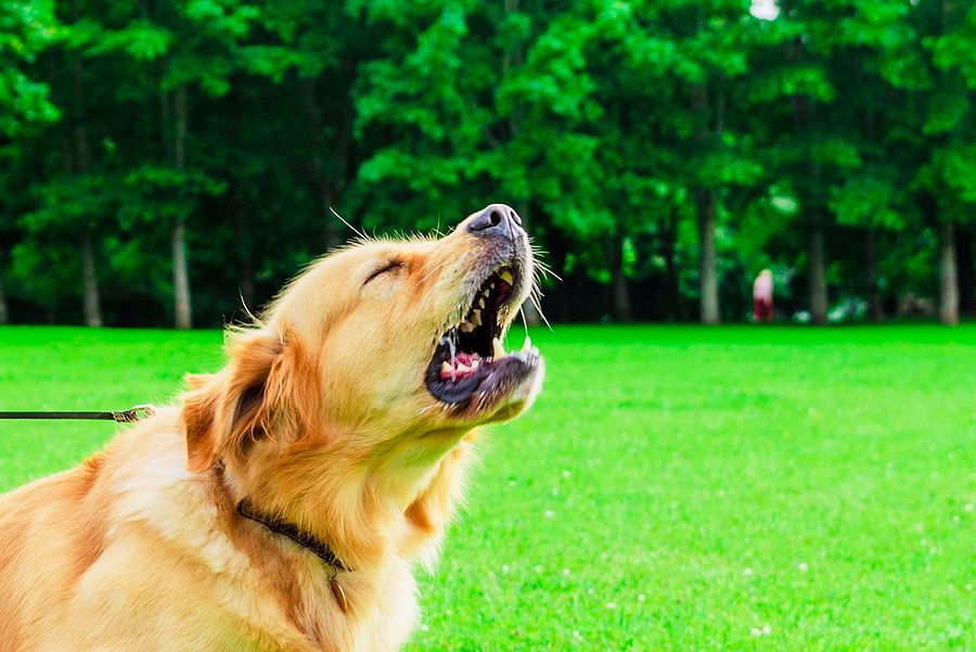 Dog barks at strangers best sale in house