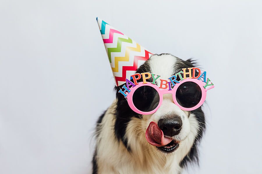 The Ultimate Guide to Hosting a Fun and Safe Puppy Party