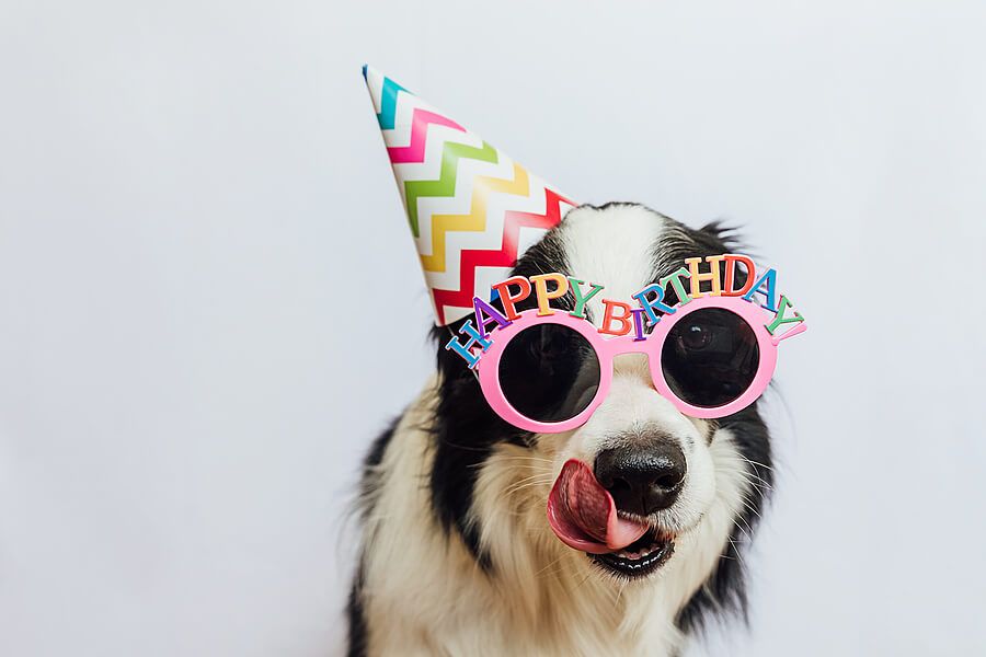 Best Pet Pawty FAQs