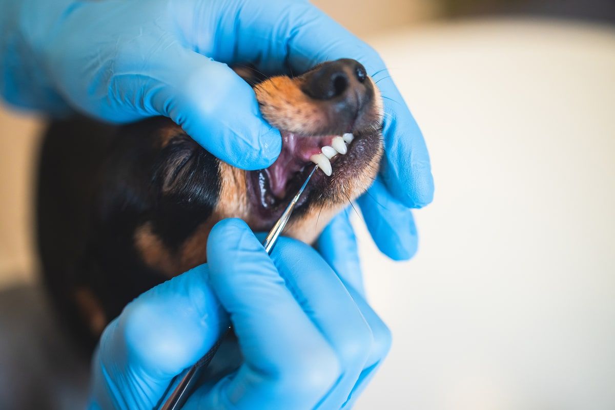 affordable pet dental care