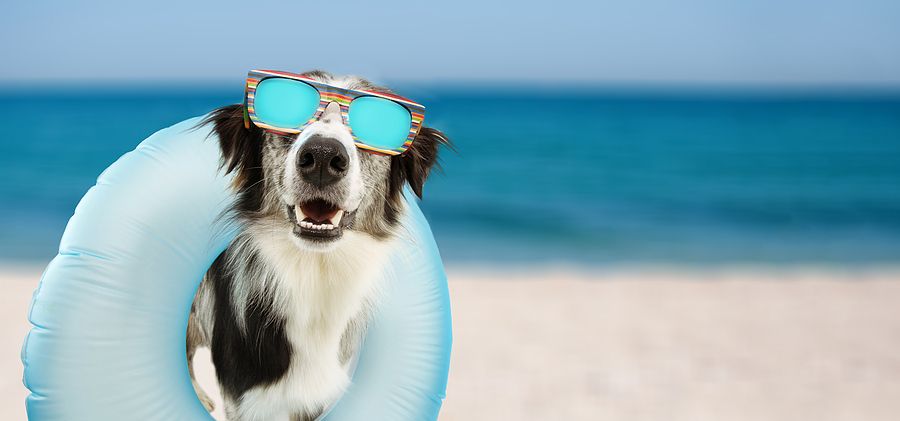 Pet vacation, pet care while on vacation