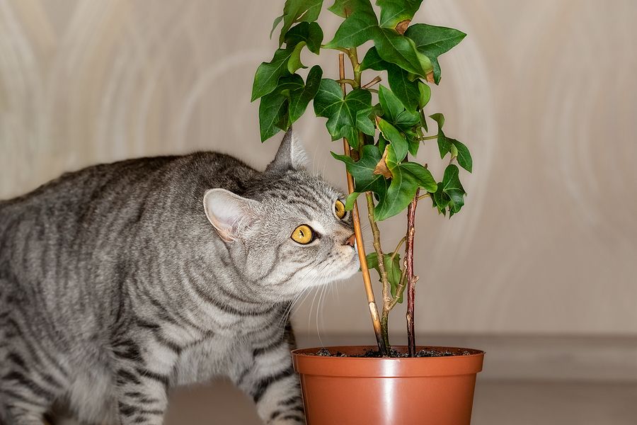 Which Plants are Toxic to My Pet? 