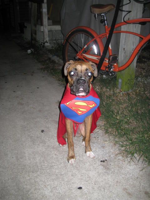 Green Family Super Dog