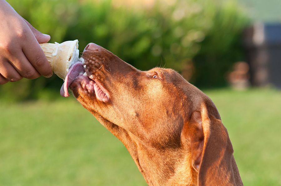 10 Summer Treats That Your Dog Will Love
