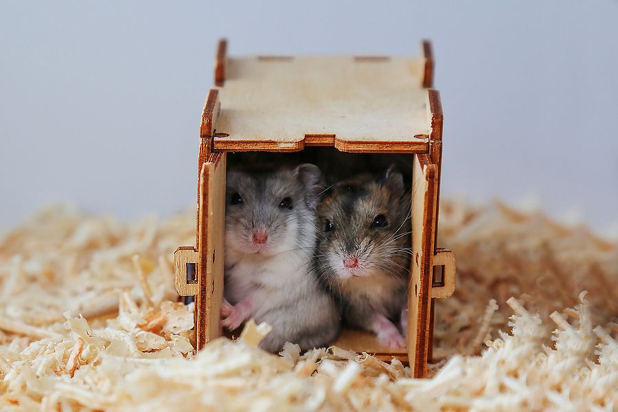 Cute sales rodent pets