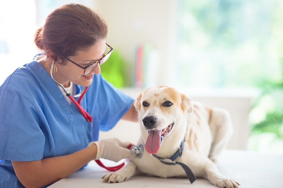 How to Maintain Your Dog's Heart Health 