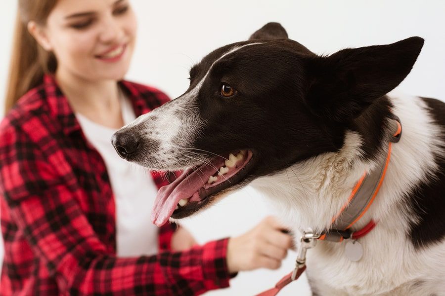 what causes high blood pressure in dogs