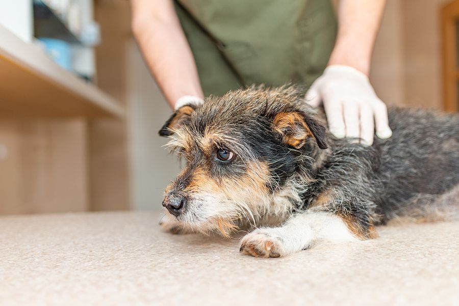 Old store schnauzer seizures