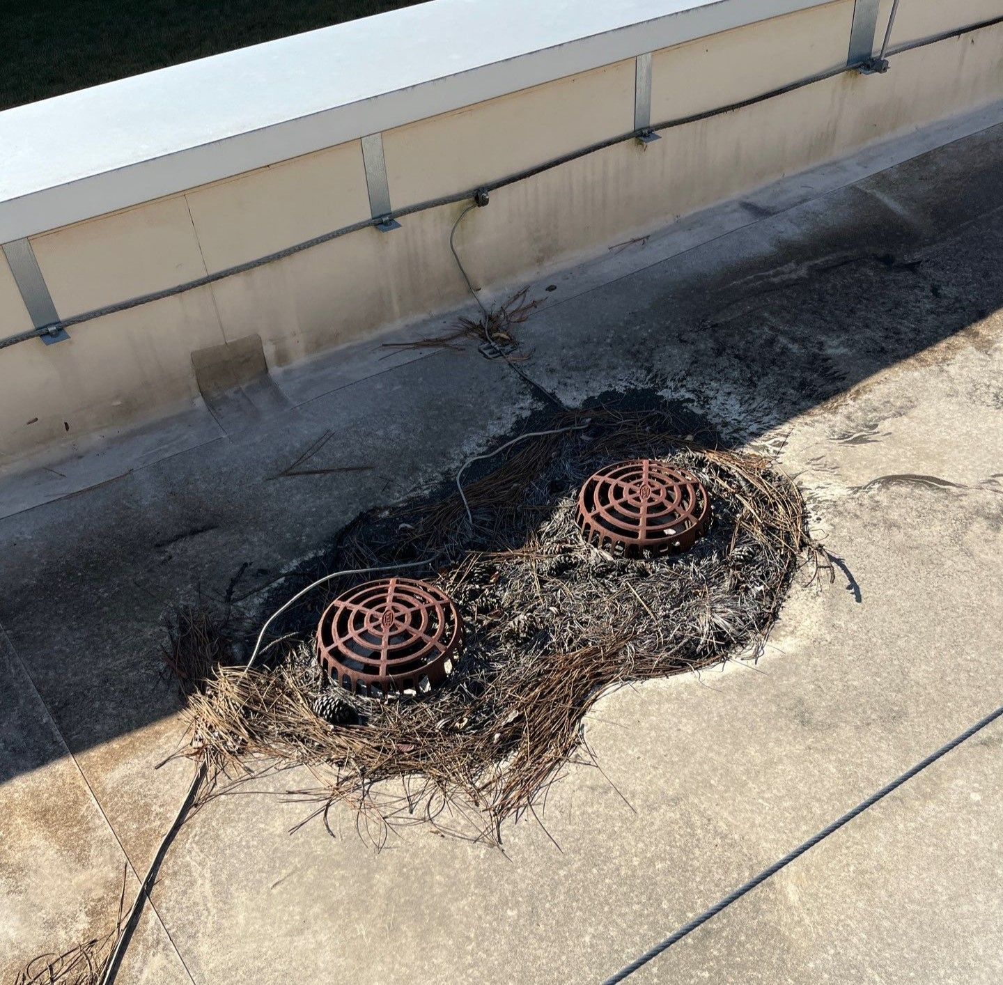 A photo of an infield drain on a roof that is backed up by various debris. 