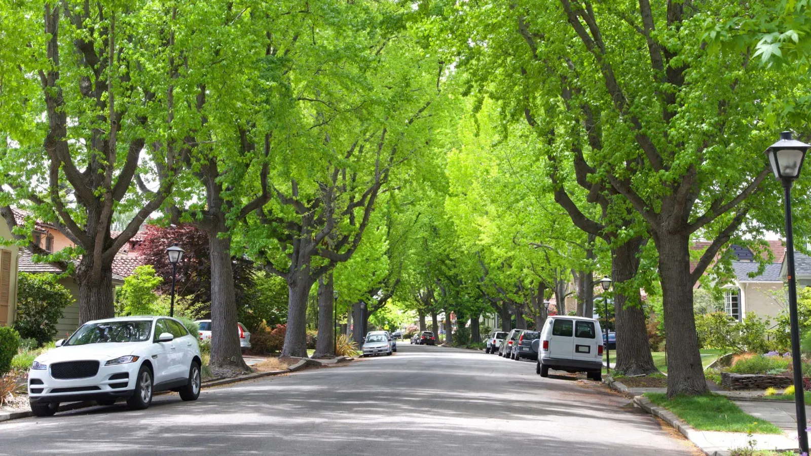 Tree lined street with cars that noise reducing windows can prevent you from hearing in your house