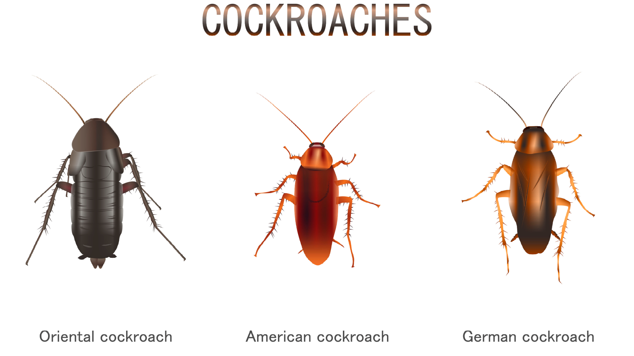Noble Pest Services in Acworth GA can help you with all types of roach infestations