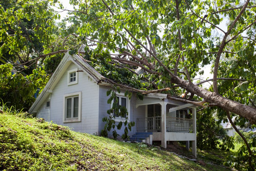 Immediate Steps to Take After a Tree Falls on Your House