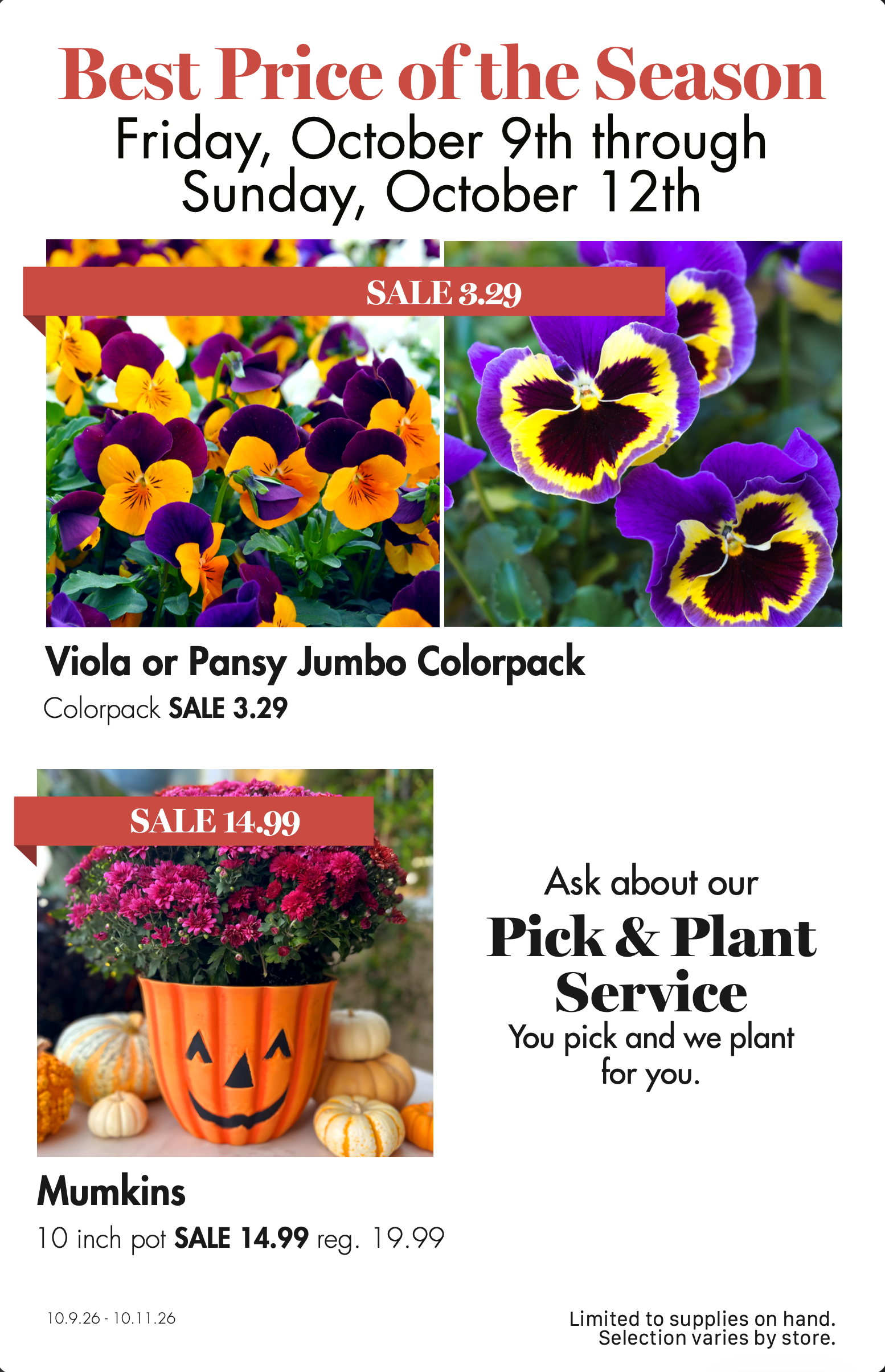 Viola and pansy jumbo colorpack sale and pumpkins in jack-o-lantern pot for Halloween sale.