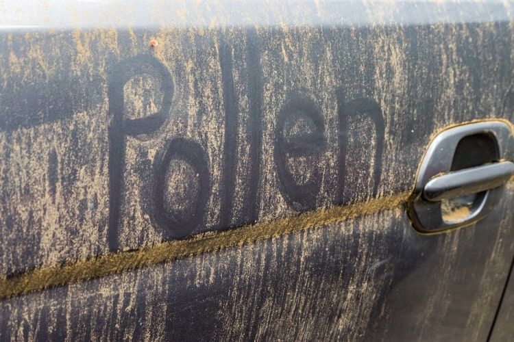 Pollen on a Car Door