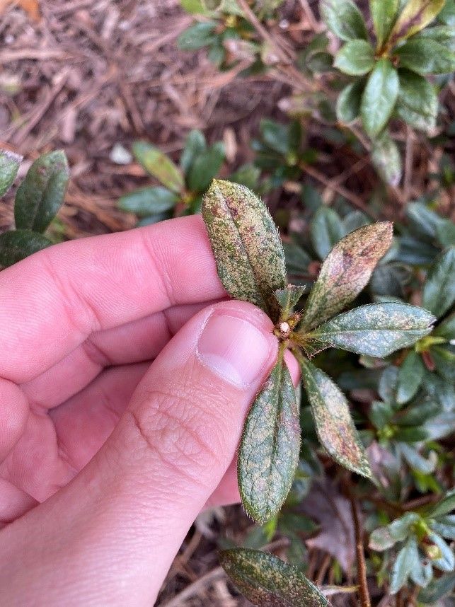 Lace bugs  on azalea leaves
