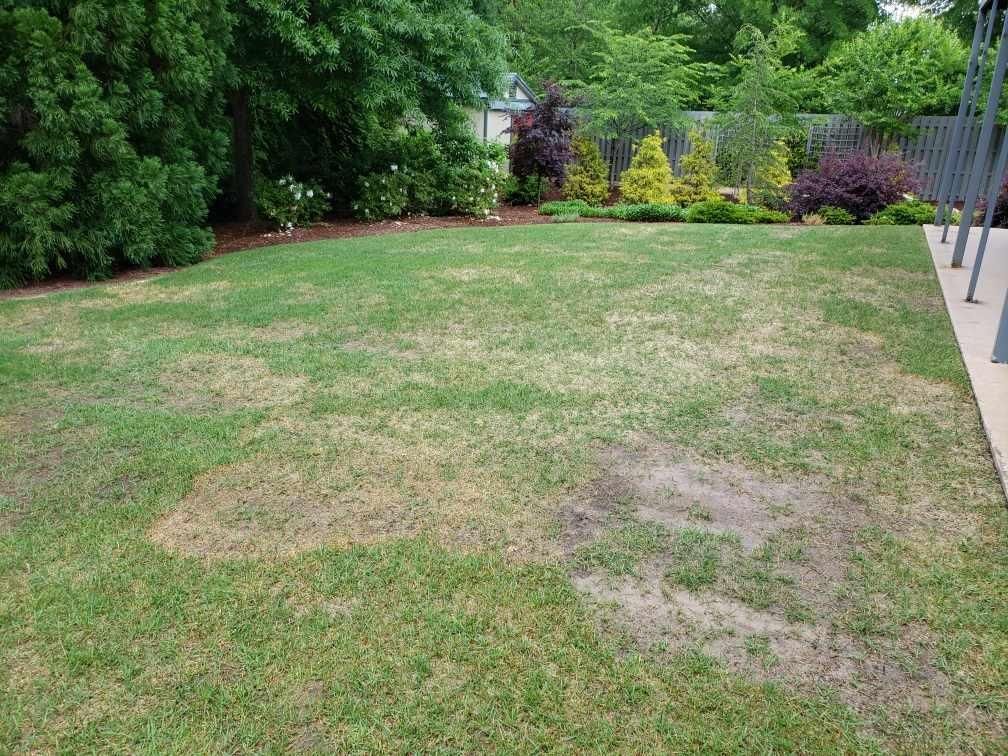 All About Zoysia Grass | Turf Masters Lawn Care