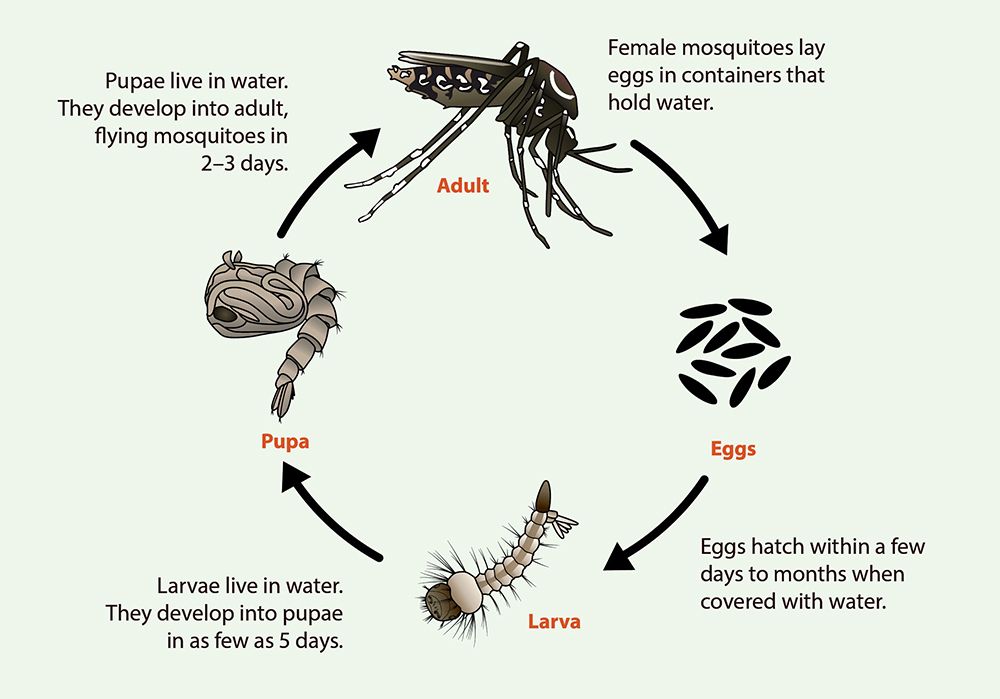 Mosquito life cycle