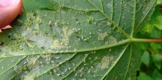 Aphids on the underside of leaves
