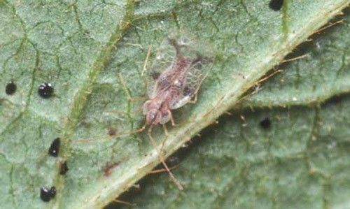 Lace bug on the  underside of leaves