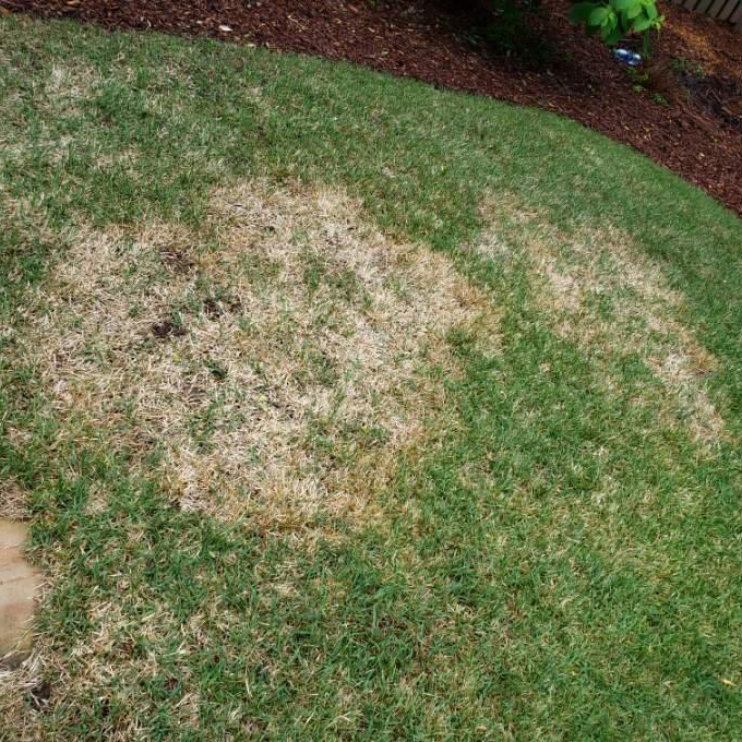 Zoysia Patch- Most Common Lawn Disease | Turf Masters Lawn Care