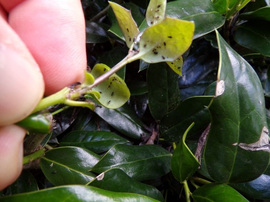 Aphids on holly